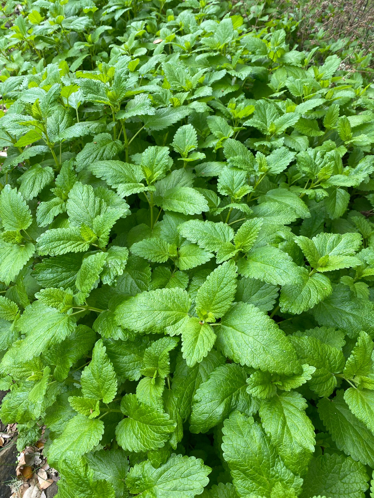 Close-up of a dense patch of green lemon balm leaves