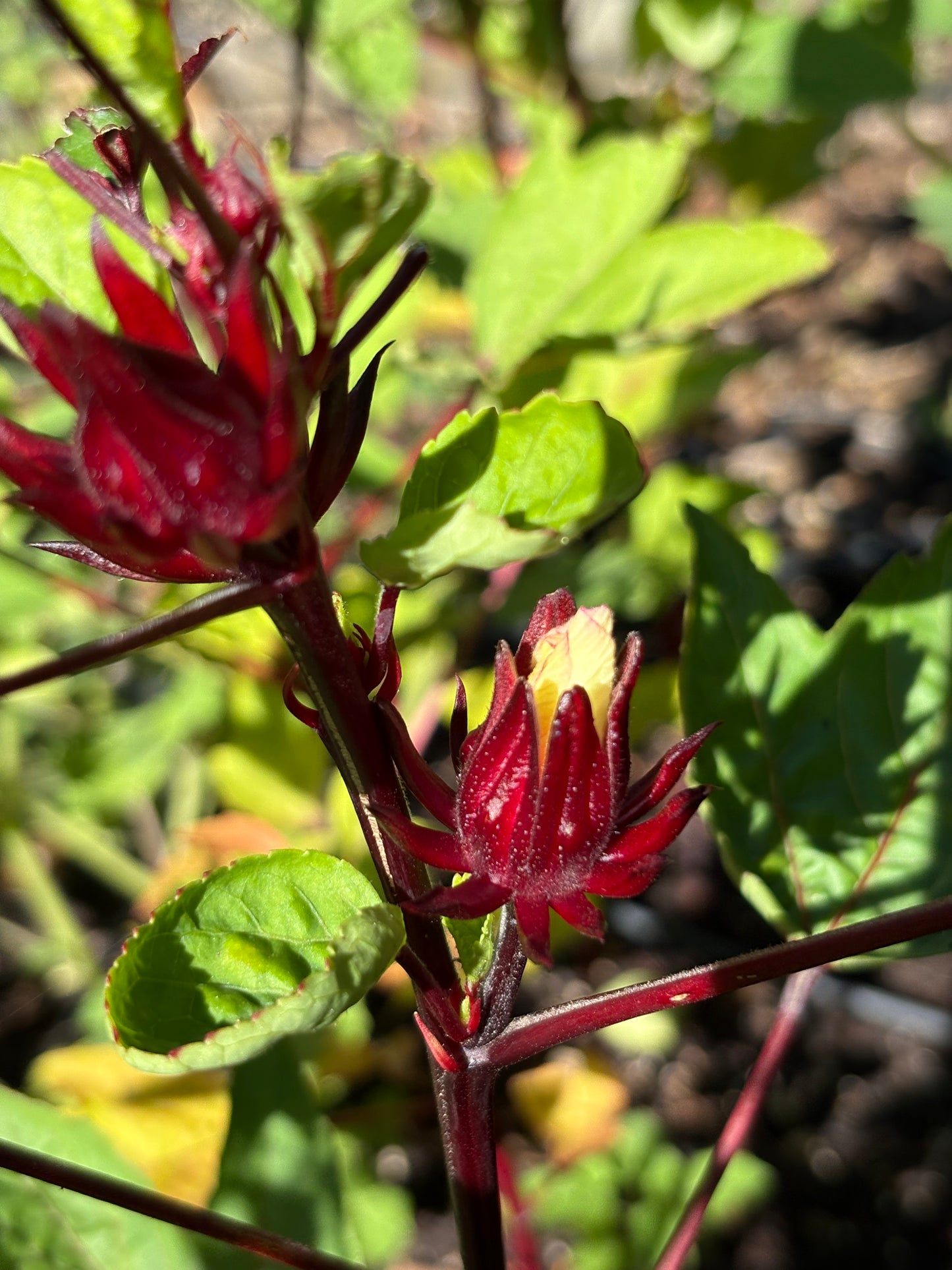 Red flower buds on a plant with green leaves in a natural setting