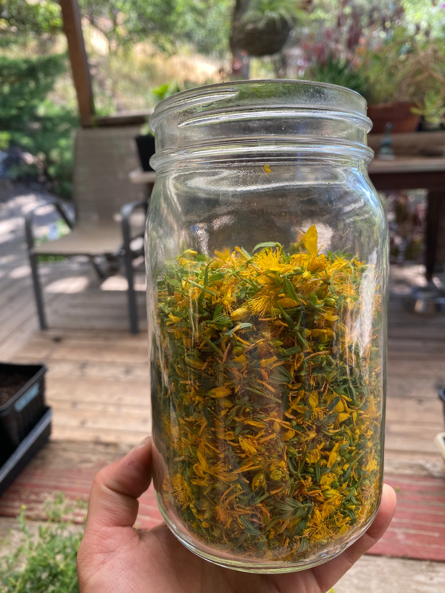 Jar of St. John's Wort Flowers