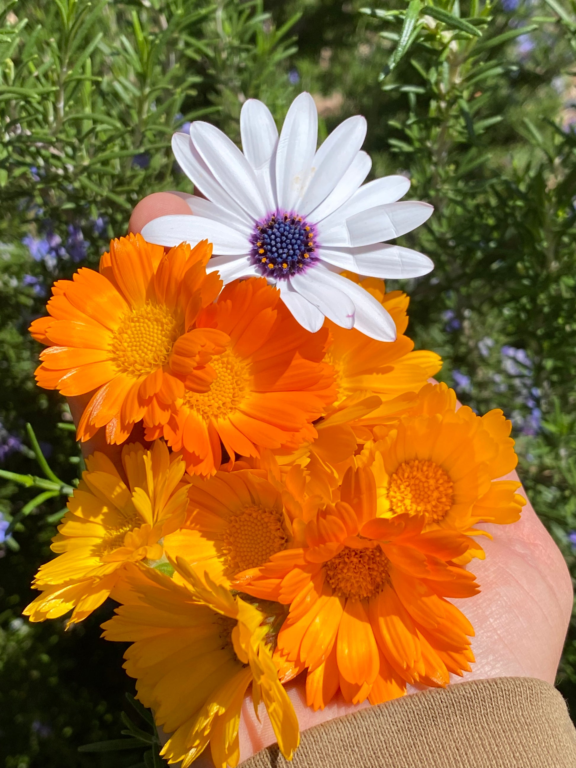 Hand holding a bouquet of orange and white flowers against a green background