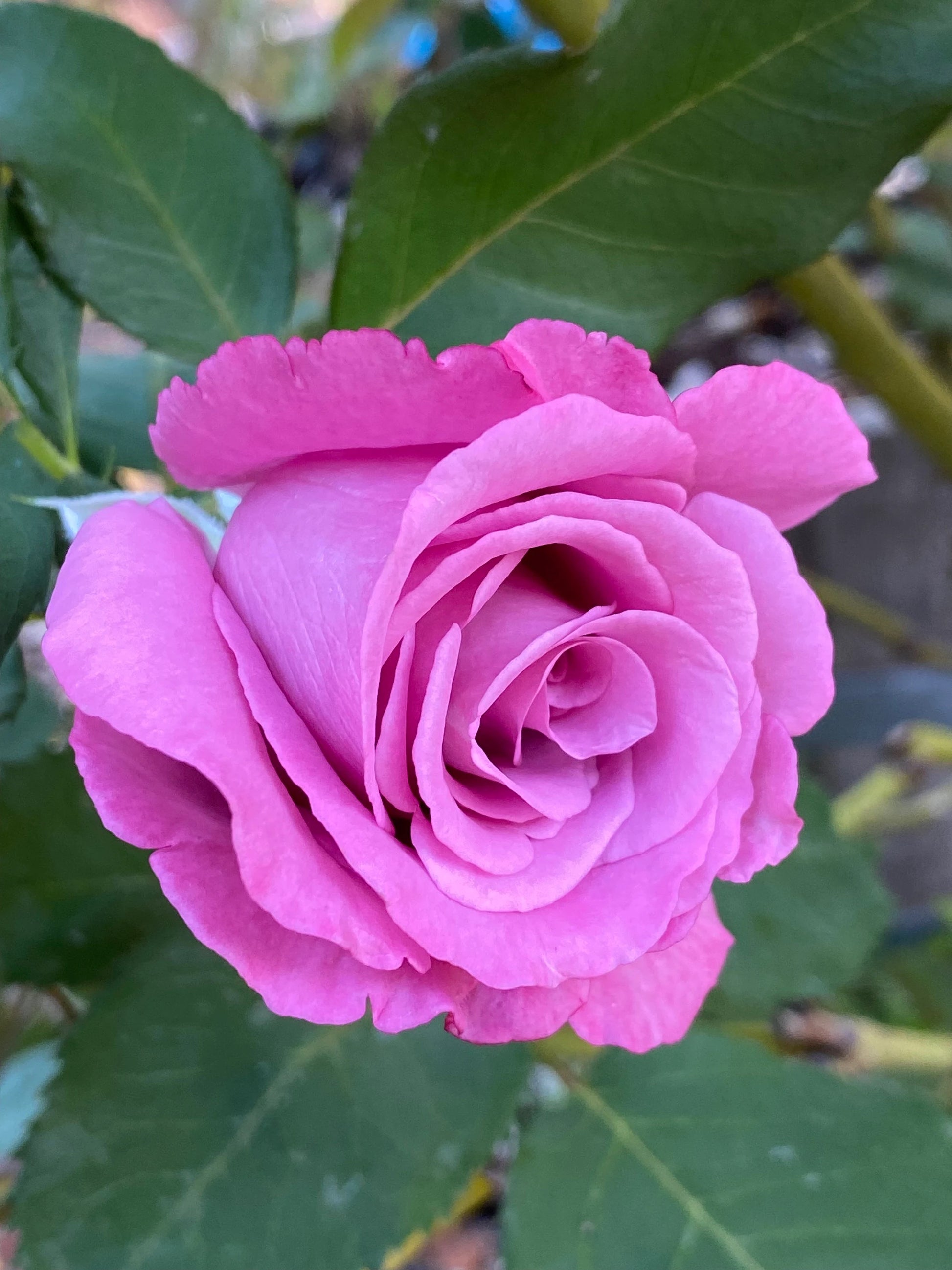 Close-up of a pink rose with green leaves in the background