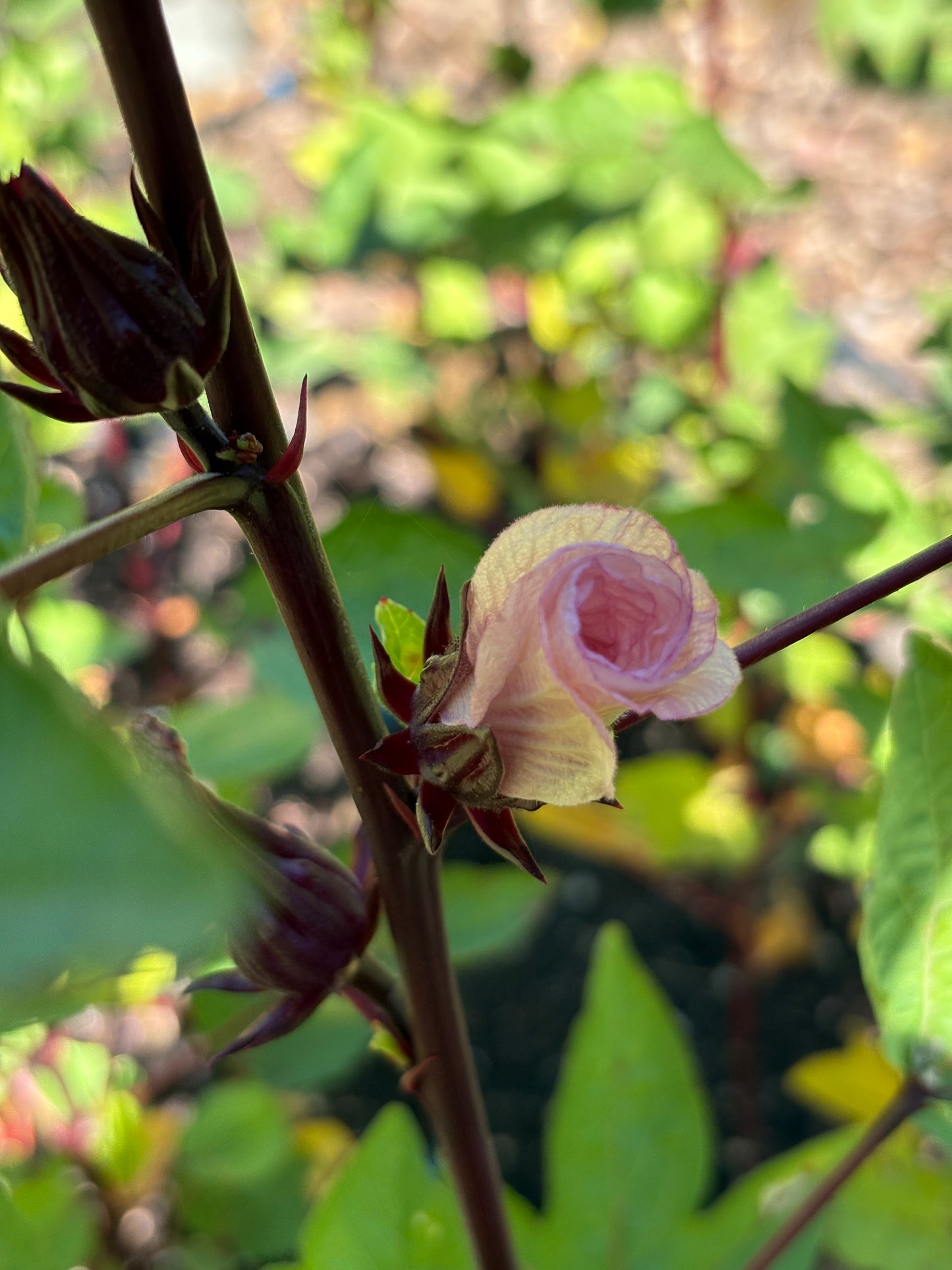 Pink Hibiscus flower bud on a plant with green leaves in the background