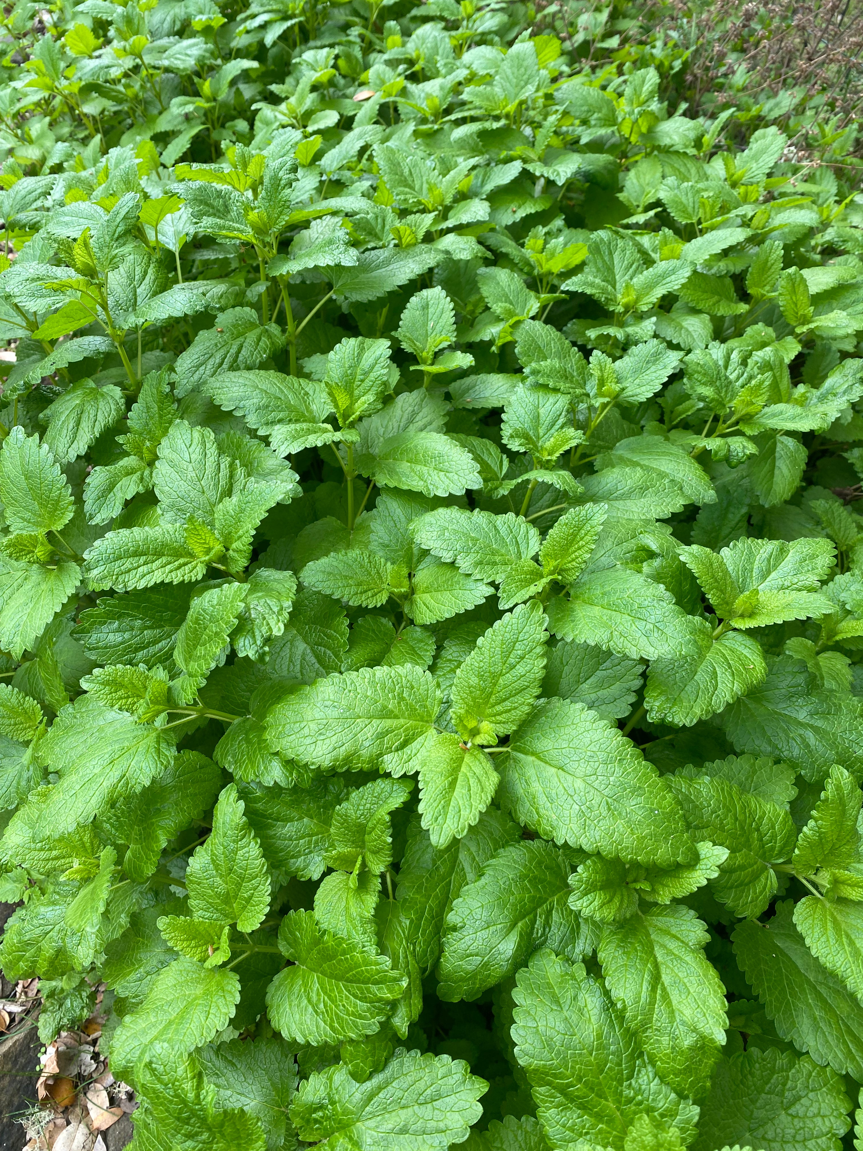 Close-up of a dense patch of green leaves