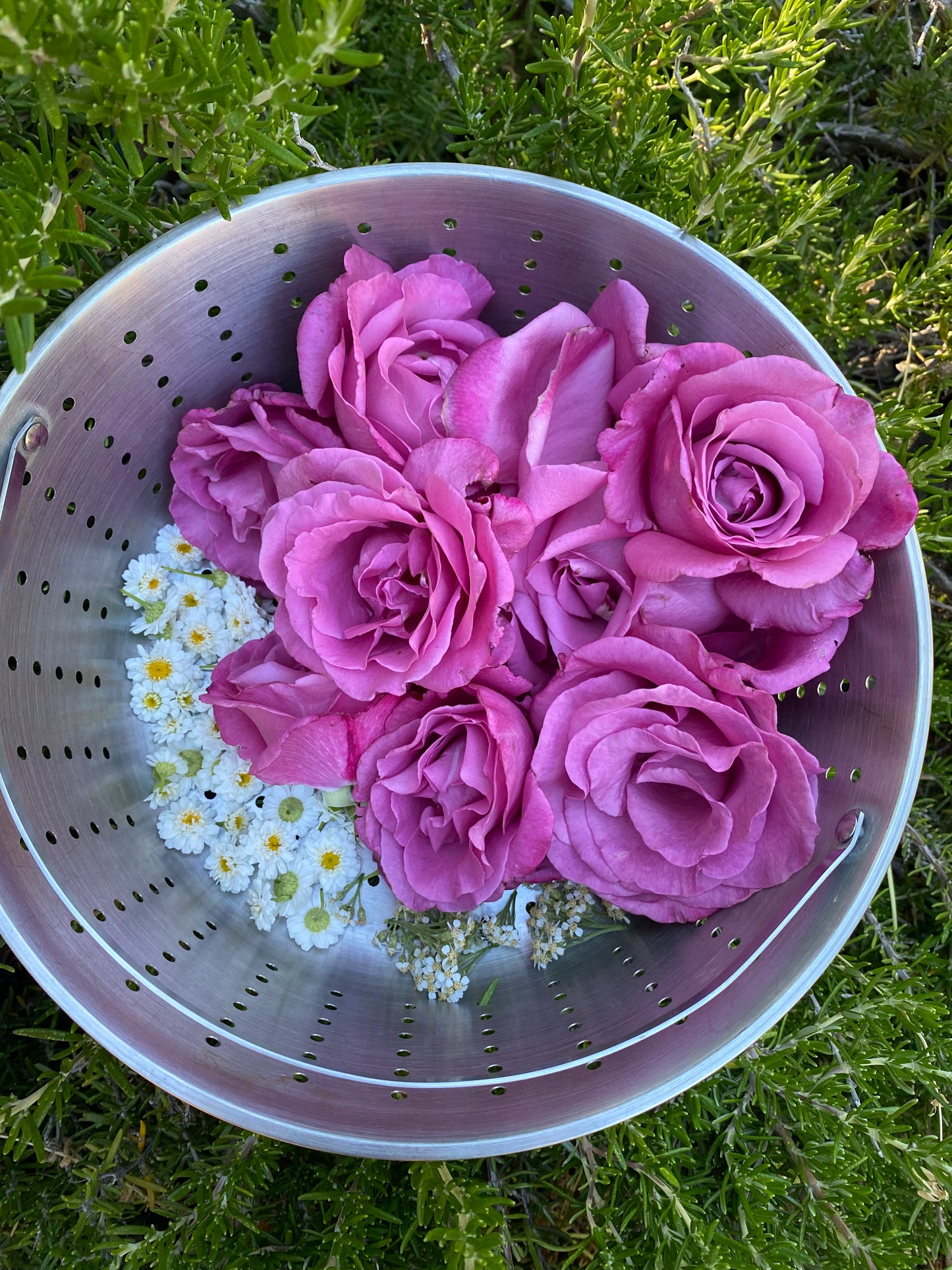 Roses and Feverfew in a Metal Basket on a Rosemary bush