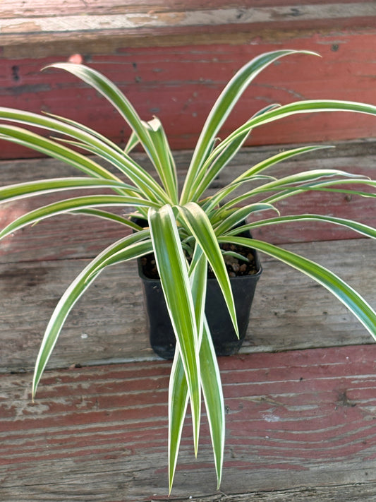 Potted spider plant on a wooden surface with a red-brown background