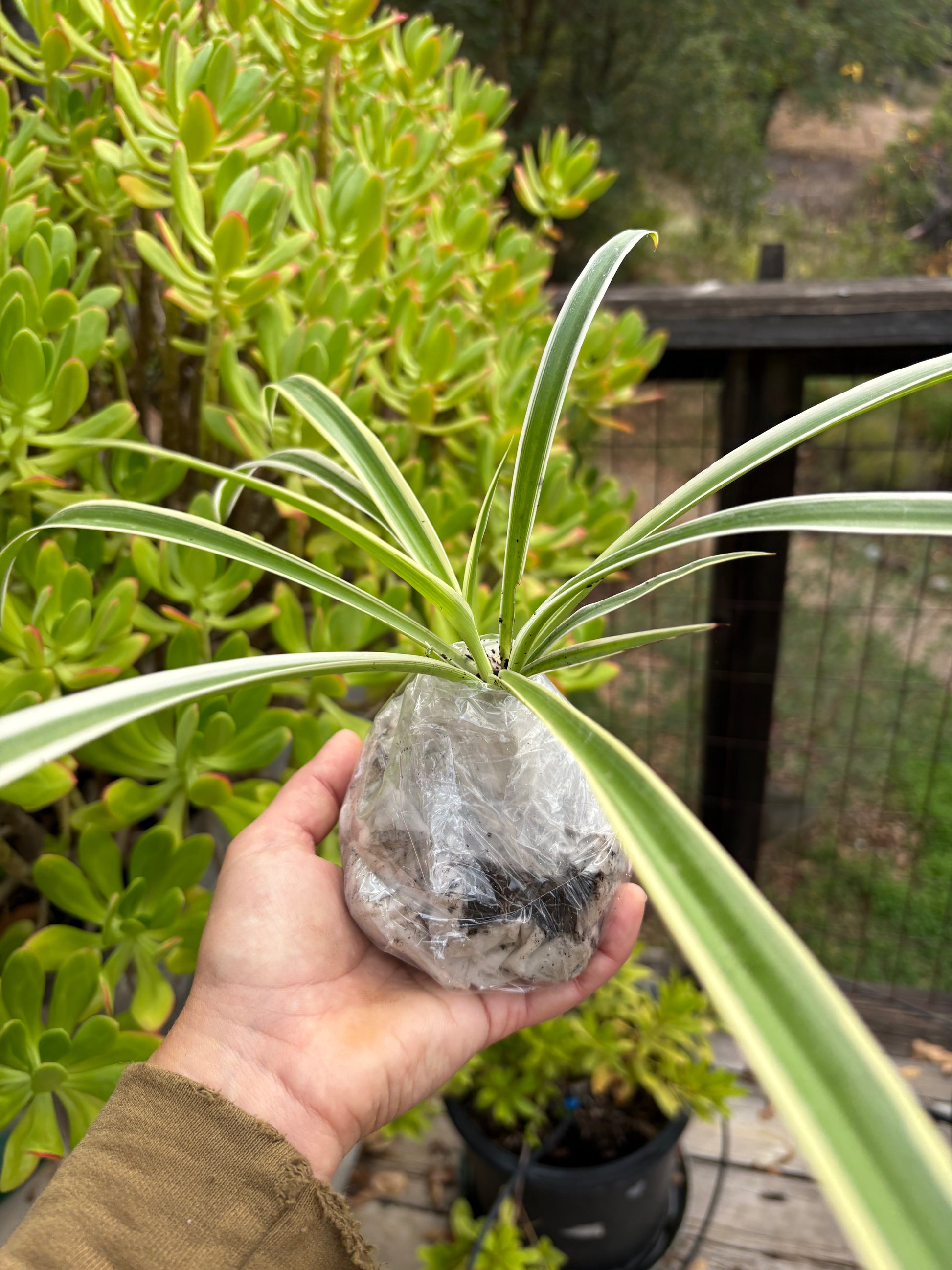Hand holding a Bare Root Spider Plant ready for shipping against a green succulent plant outdoor background