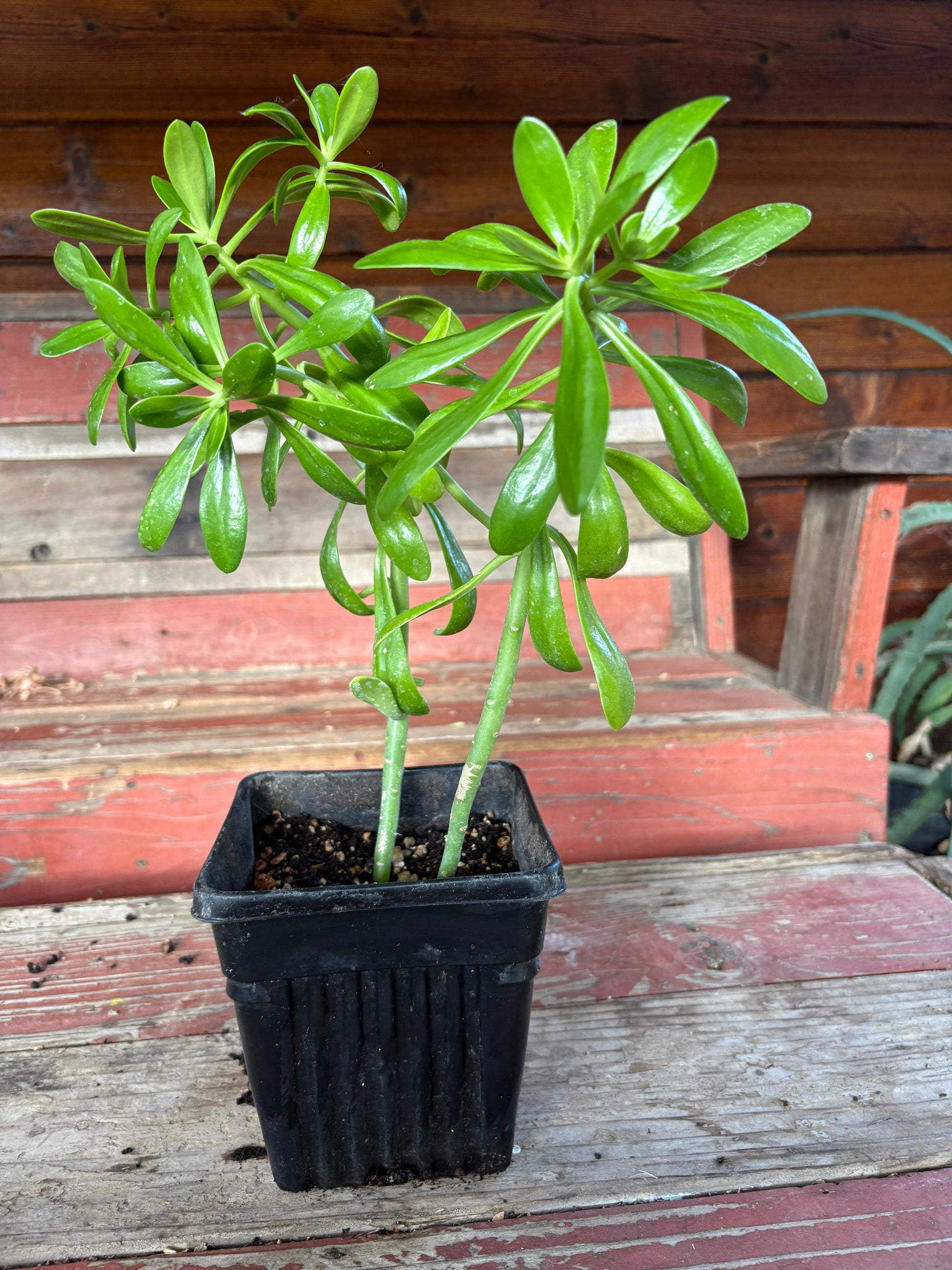 Potted succulent plant on a wooden surface with a wooden bench in the background
