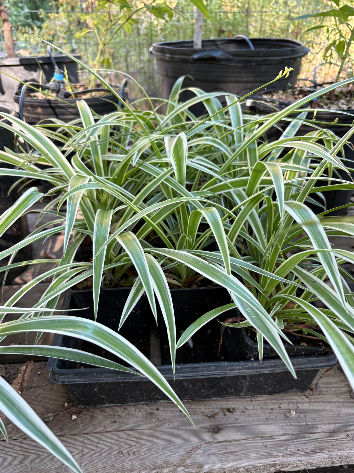Potted plants with green and white leaves on a wooden surface