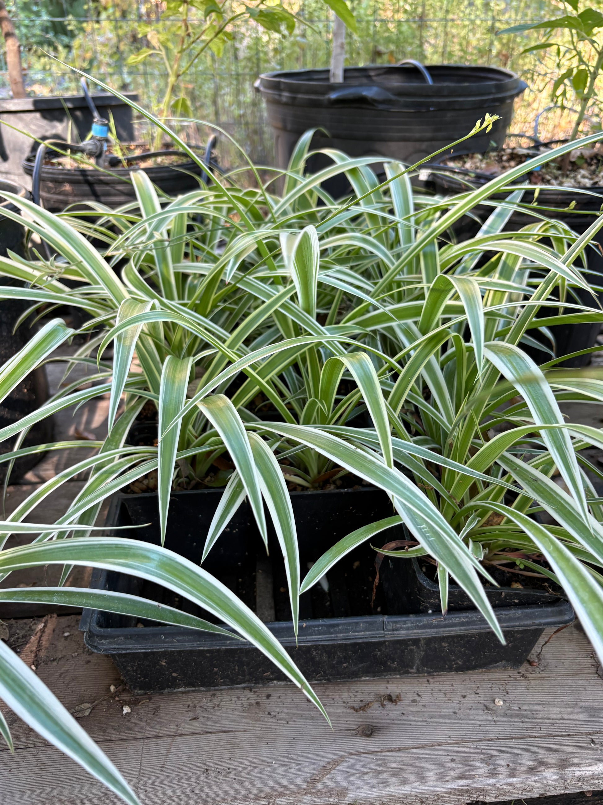 Potted plants with green and white leaves on a wooden surface